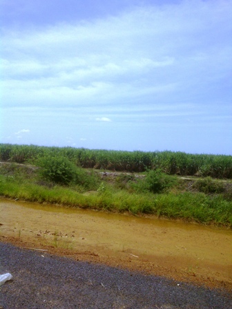 (Culture de cannes à sucre, à la sortie de Rosso-Sénégal. Crédit photo : Sneiba)