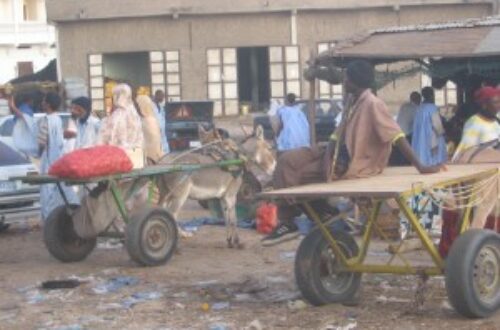 Article : Les charrettes de  Nouakchott : Un spectacle archaïque, une utilité certaine