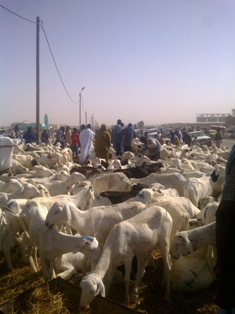 Article : Tabaski : Le sacrifice du mouton…et des pères de familles