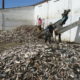 Article : Pêche : surexploitation des petits pélagiques et fausses annonces